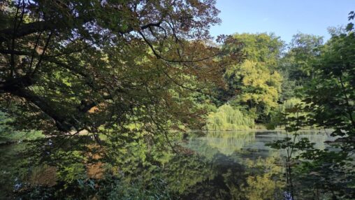 viele alte bäume umkränzen einen dunklen teich, mittig ist eine alte weide zu sehen