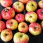 2025-w36 – the week in food