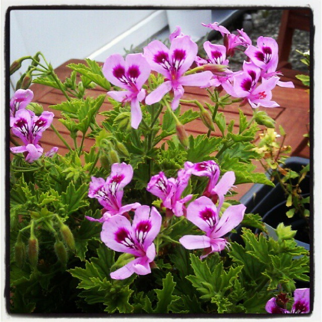 pinke duftgeranien mit dunkelrosa flecken in den blüten